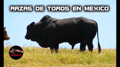 toros porn|toro porno mexicano casero Search